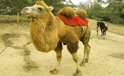 �P�����Ъ���Z�����x70�䣩