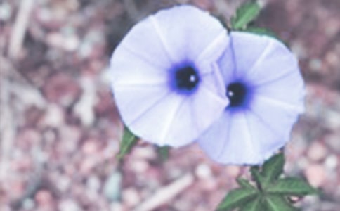 �茑��ţ������
