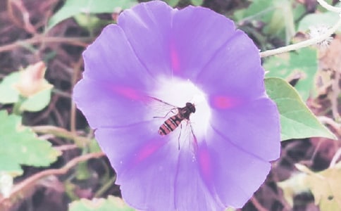 �茑��ţ��������(���x15ƪ)