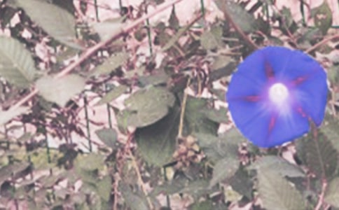 �茑��ţ���ă�������