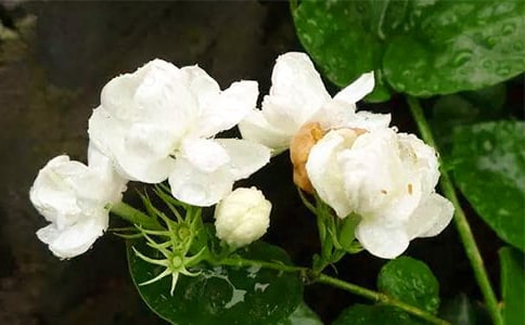 茉莉花民歌欣賞的教學(xué)方案